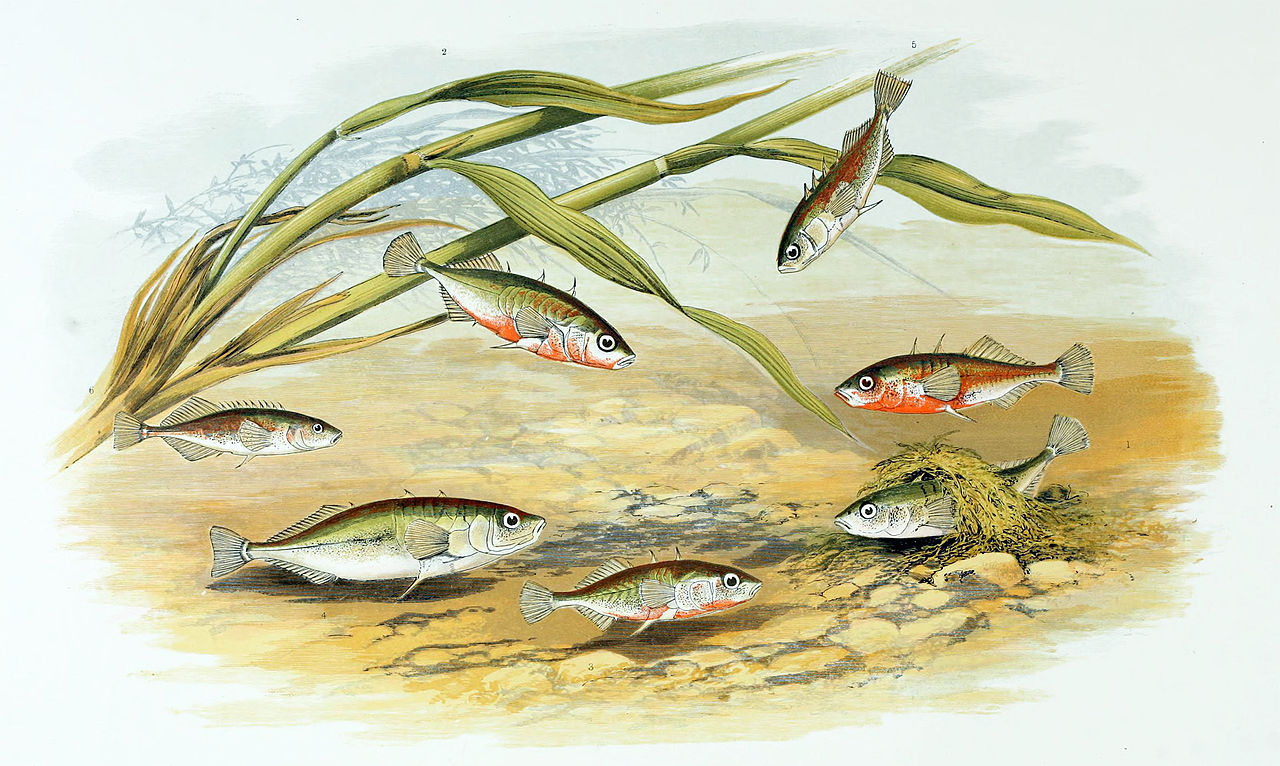 Stickleback fish